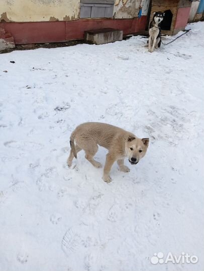 Щенок в добрые руки бесплатно