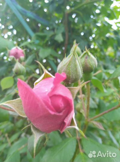 Кустовые розы саженцы