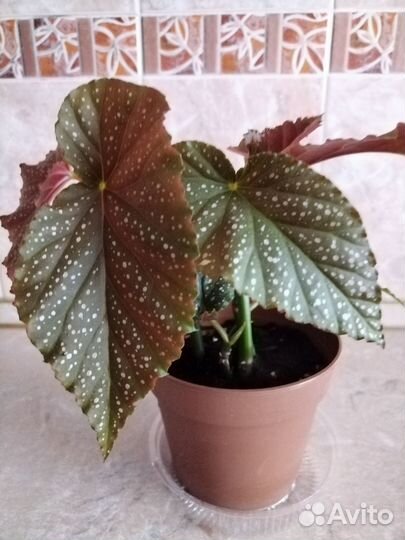 Бегония коралловая