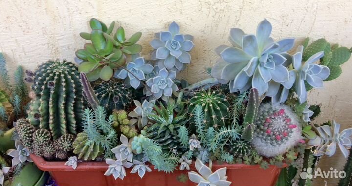 Большой кактус