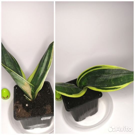 Комнатные растения 222