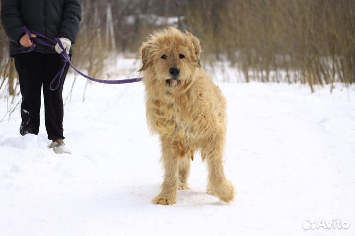 Собака в добрые руки