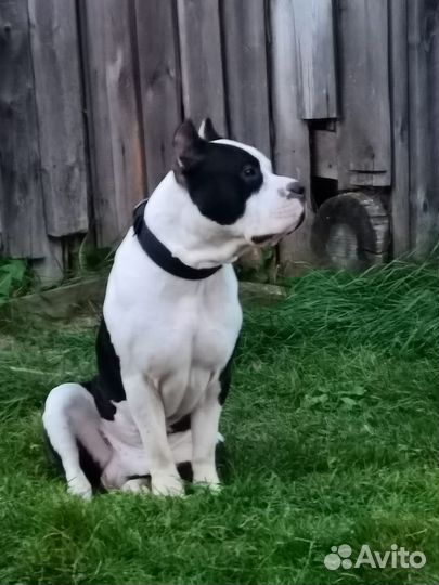 Амстафф вязка