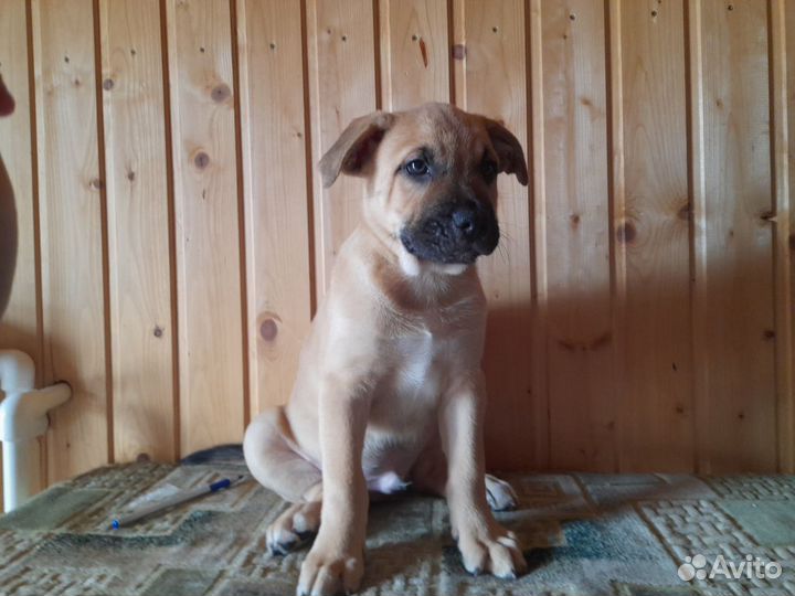 Метисы Американского стаффордширского терьера