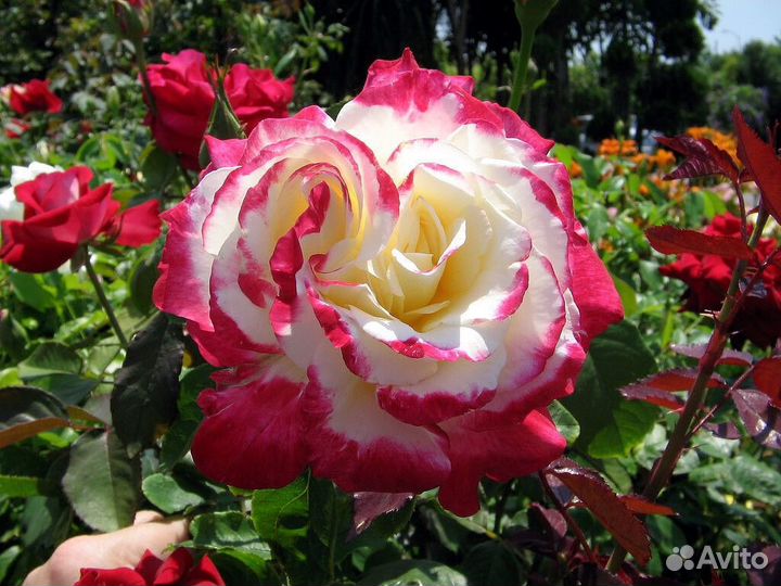 Саженцы роз оптом