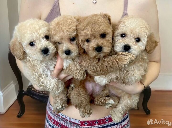 Щенки мальтипу f1