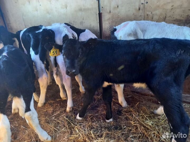 Бычки бычки