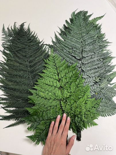 Папоротник стабилизированный оптом и в розницу