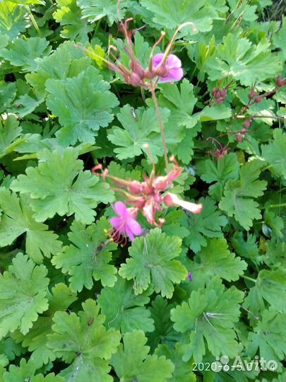 Молодило, герань садовая