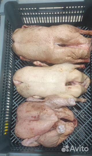 Купить мясо птицы
