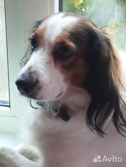 Спаниель в добрые руки