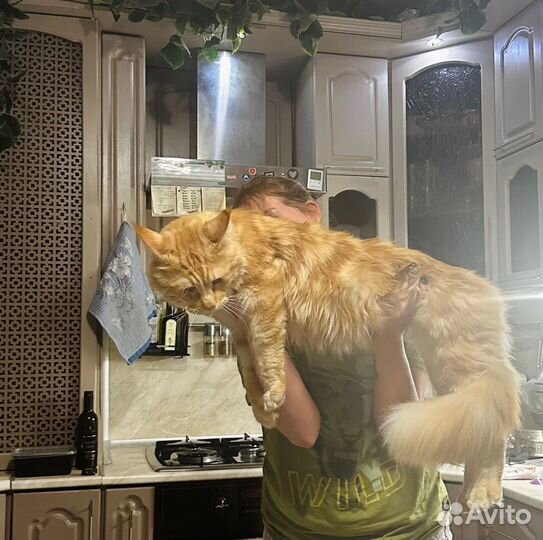Кот и кошка Мейн Куны