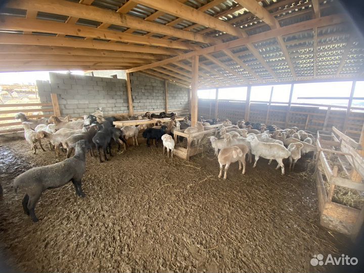 Ярки и баранчики