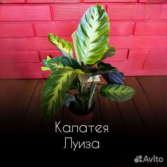 Калатея Луиза