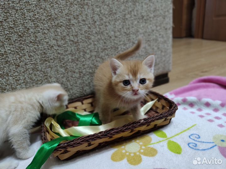 Шотладские котята