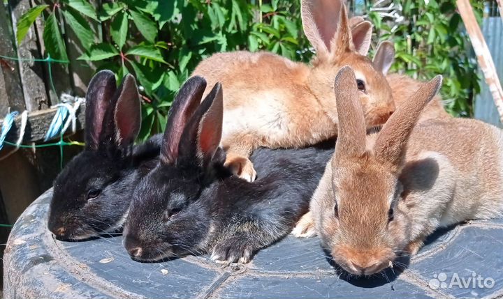Кролики породы рекс