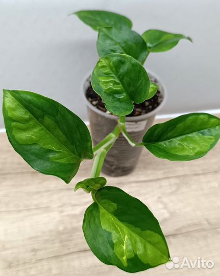 Эпипремнумы, сциндапсусы