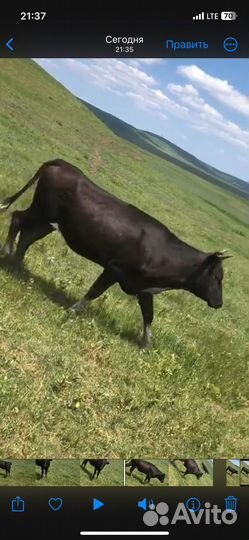 Телки стельные