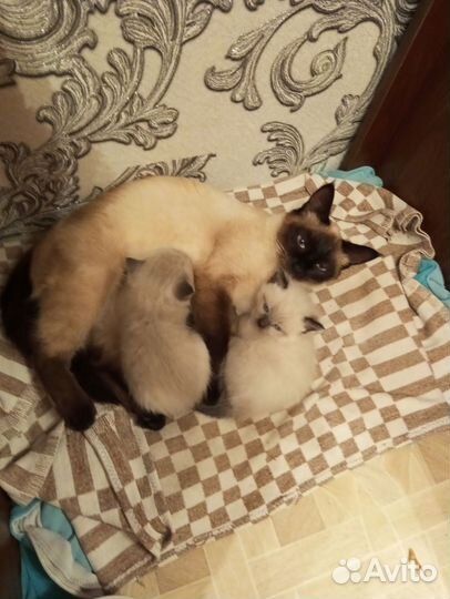 Отдам в добрые руки