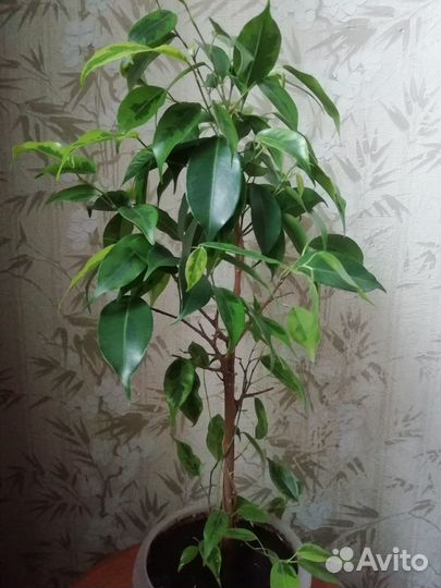 Фикус бенджамина, высота около 40 см