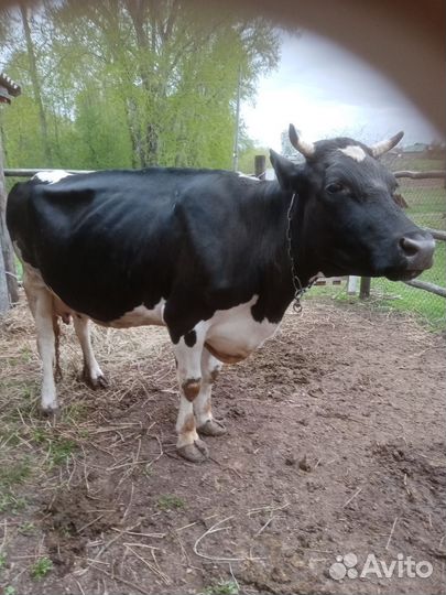 Корова дойная