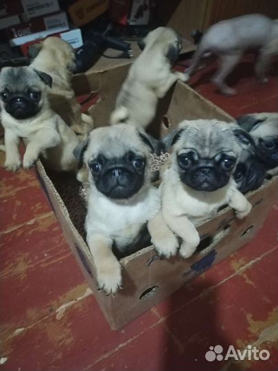 Мопс вязка мальчик