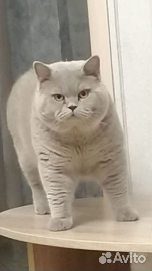 Передержка кошек, собак и других домашних животных