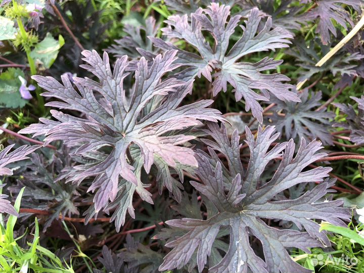 Многолетние корневищные цветы