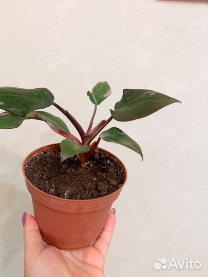 Филодендрон розовая принцесса