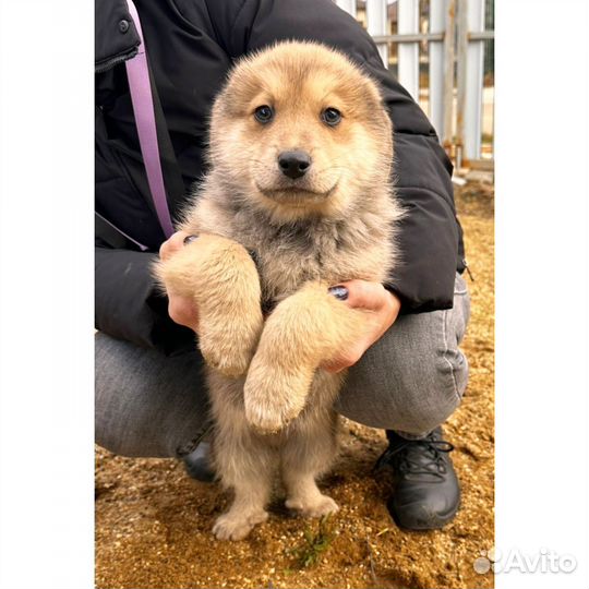 Щенок отдам