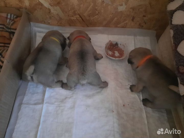 Щенки мопса