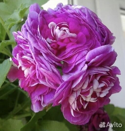 Пеларгония герань Tess Vlada