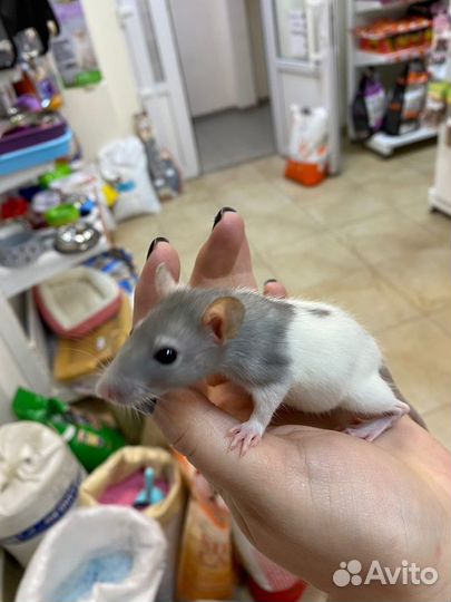 Крысы дамбо