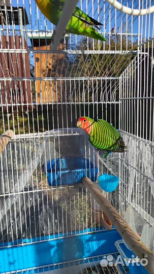 Попугай неразлучники