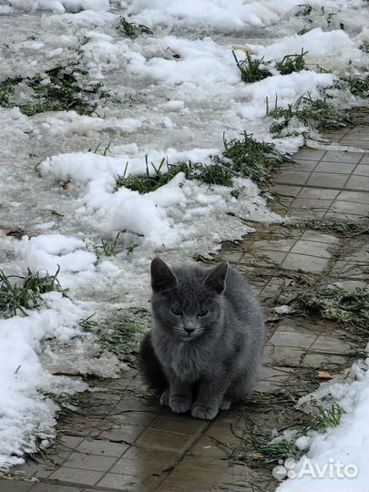 Котята бесплатно