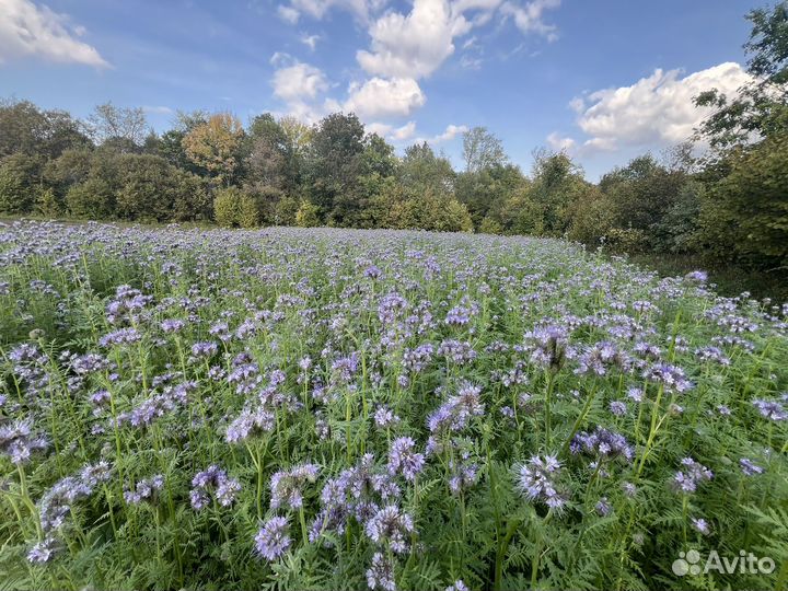 Мёд оптом, отправляем ТК