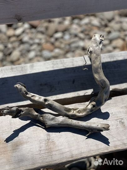 Коряги дрифтвуд