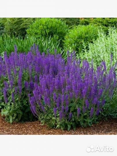 Шалфей дубравный