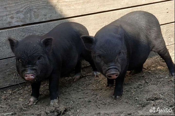 Вьетнамские вислобрюхие поросята