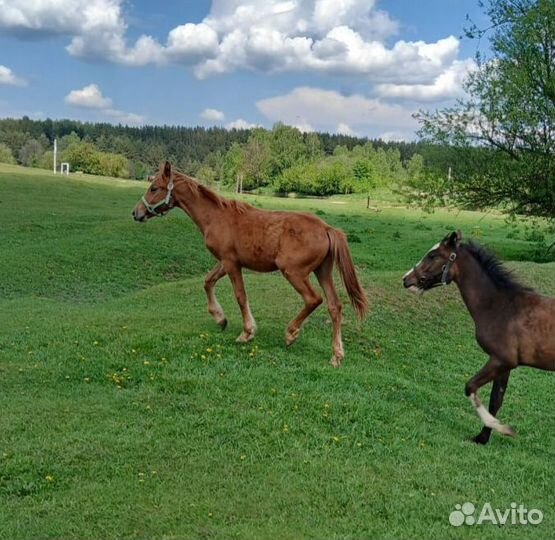 2 жеребчика