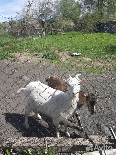 Козачки, коза