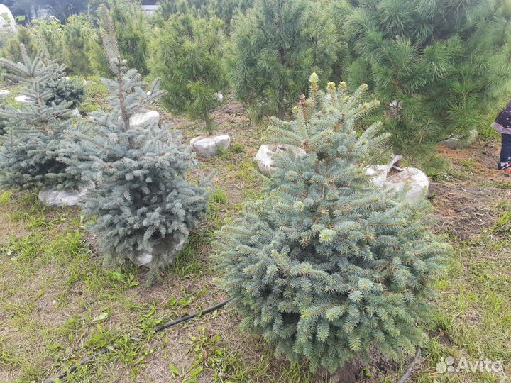 Саженцы ель голубая