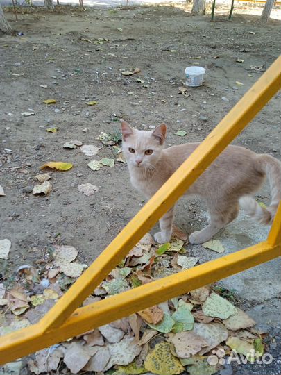Рыжий котик