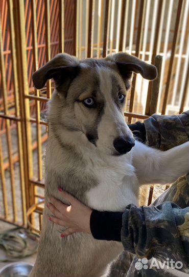 Лайка 8 месяцев