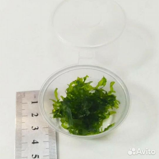 Мох Ломариопсис