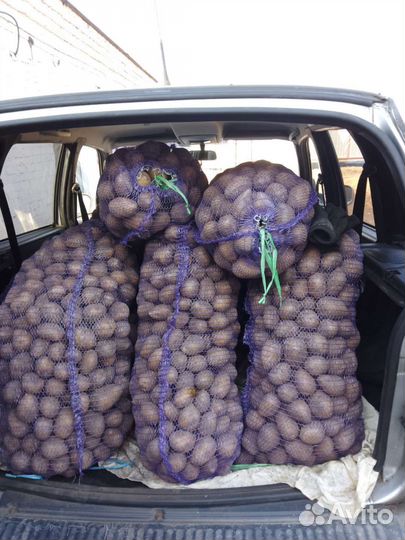 Продам картофель