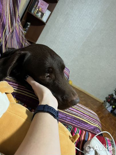 Кобель лабрадора вязка