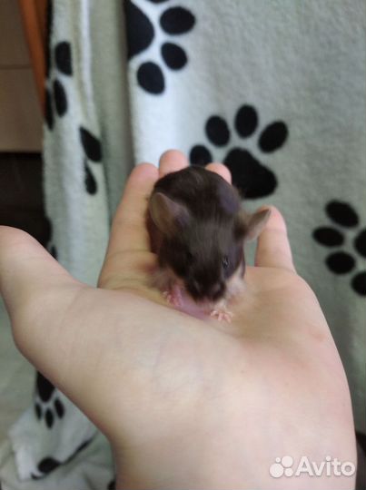 Декоративные мышки