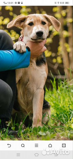 Метис овчарки