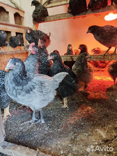 Молодые петухи